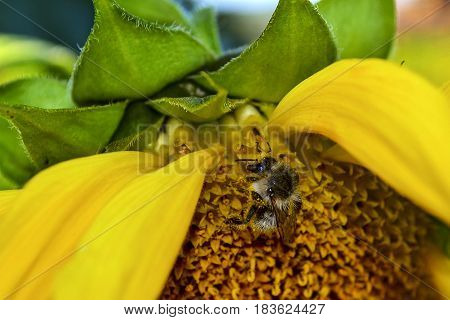 Macro of a bee on a sunflower head. Bee extracting pollen from sunflower