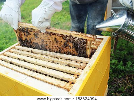Beekeeper holds frame with honeycomb out of beehive .