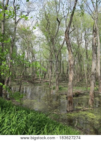 Marsh or wetland swamp habitat in spring bordering Starved Rock State Park along path following Bridge Over the Illinois River