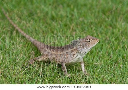 Un lagarto jardín paseando en la hierba