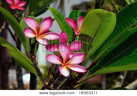 pembe frangipani çiçekler tam bloom