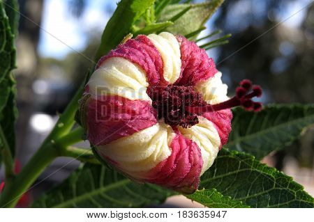 Hibiscus heterophyllus Malavaceae Austrlalian native flower bud pink and white stripe
