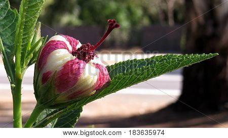 Hibiscus heterophyllus Malavaceae Austrlalian native flower bud pink and white stripe