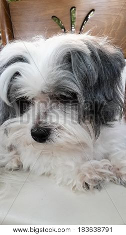Maltese terrier dog head portrait of a little pretty white and gray...
