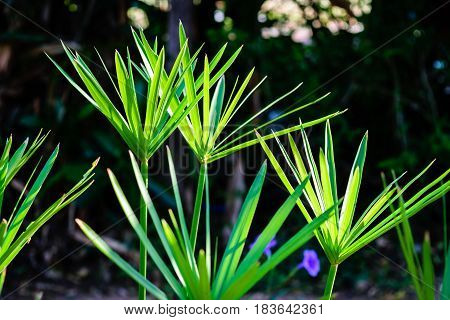 Green papyrus laef stem on dark background