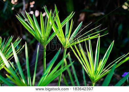 Green papyrus laef stem on dark background