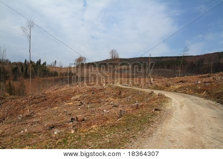 Bark Beetle
