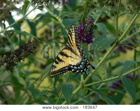 Butterfly 007