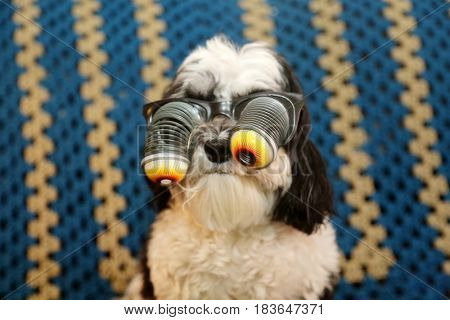 A Havanese dog wears googly eye glasses as a gag or Halloween costume
