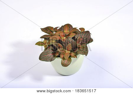 A potted fittonia with red veined dark green leaves on a clear white background.
