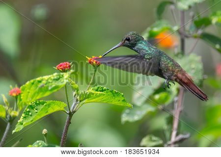 Rufous tailed hummingbird (Amazilia tzacatl) feeds in the wild. Costa Rica