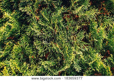 retro close up conifer tree defocused background
