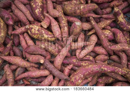 Laos Vientiane Talat Sao Market Potato