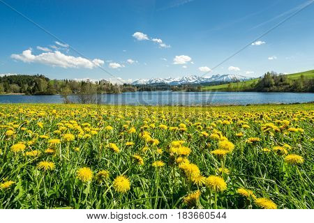 Beautiful Dandelion flower field at lakeside and snow covered mountains in springtime. Location: Schwaltenweiher in Bavaria, Alps, Allgau, Germany. Fresh green grass, blue water and sky, white mountains and clouds.