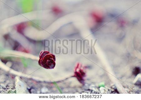 Green And Red Succulent Flower Ornament On The Basis Of Saxifrage
