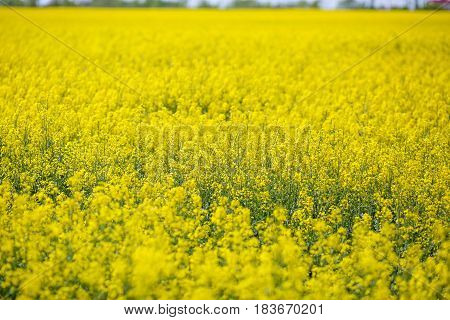 Yellow rapeseed field on a sunny day