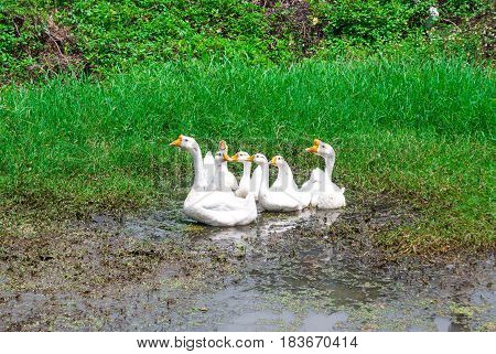 Closeup to Family of Beautiful White Goose Anser Cygnoides Playing Muddy Water