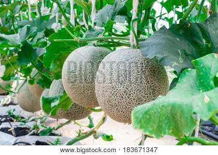 Closeup To Cantaloupe/ Musk Melon/ Cucumis Melo L. Var. Cantalpensis/ Cucurbitaceous