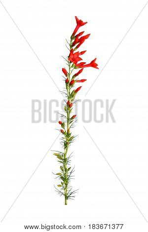 Single stem with bright-red flowers of Ipomopsis aggregata cultivar Hummingbird also called scarlet trumpet scarlet gilia or skyrocket isolated against a white background