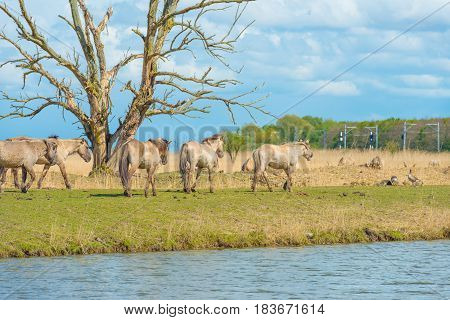 Horses in a meadow in wetland in spring