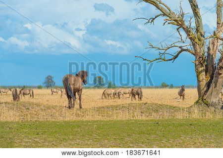 Horses in a meadow in wetland in spring