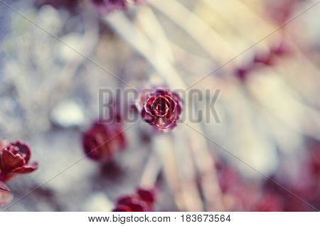 Green And Red Succulent Flower Ornament On The Basis Of Saxifrage