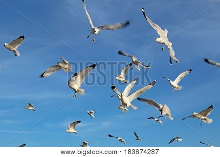 Ring-billed seagulls (Larus delawarensis) in flight against a bright blue sky with white cirrus clouds background