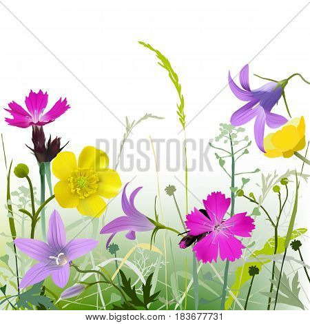 Meadowflowers-g