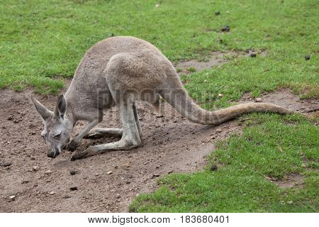 Red kangaroo (Macropus rufus). Wildlife animal. 