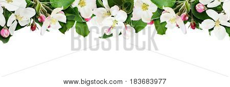 Aplle tree flowers and buds border isolated on white