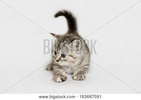 Charming grey kitten playing. Striped baby cat isolated on white.