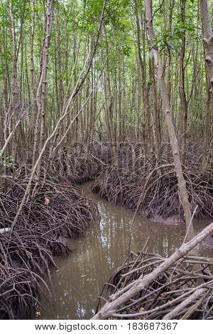 Wide angle view of a saltwater stream moving through corridors formed from the thick roots of multiple mangrove trees. Rayong province Thailand. Nature and ecotourism concept.