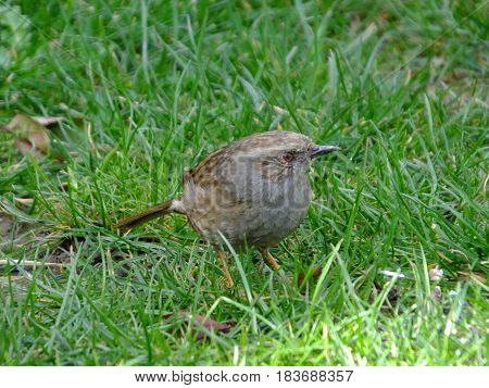 Hedge sparrow feeding amongst a lawned area