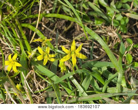 Blooming Yellow Star-of-Bethlehem Gagea lutea closeup selective focus shallow DOF.