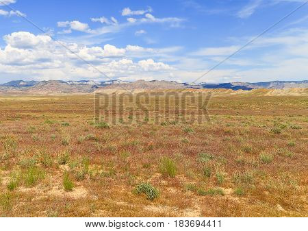 Wildflowers In The Desert