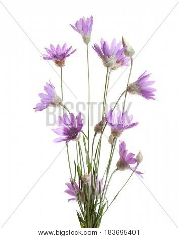 Bundle of    flowering plants  (Immortelle)  isolated on white background.   Xeranthemum annuum. Shallow depth of field. Selective focus 