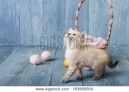 White funny kitten look up play with pink wool ball and straw basket. Playful small cat at blue wood background.