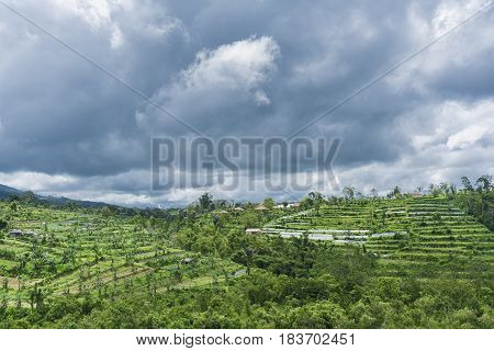 Colorful landscape with green vibrant rice terraces, a tropical jungle with palm trees and mountains covered with heavy clouds on the background, Karangasem, Bali island