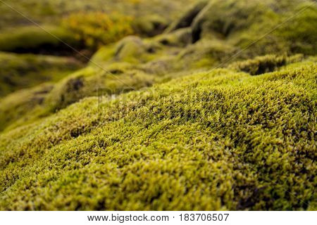 Icelandic lanscape covered by Endless green moss