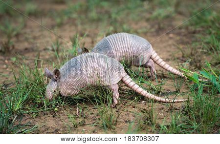 Juvenile Nine-banded Armadillos (Dasypus novemcinctus) digging for food in the garden