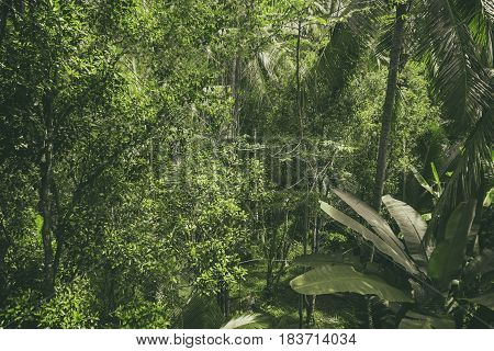 tropical forest view , green nature texture, jungle view background