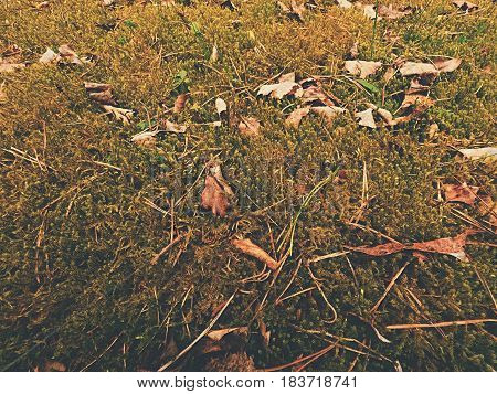 Old Yellow Leaves Fallen On Dry Moss.dry Small Plants Of Moss, Dry Pine Needles And Dry Oak Leaves.