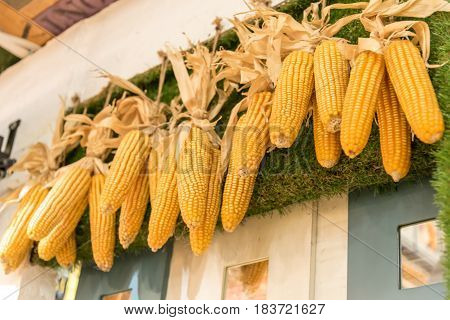 Yellow dry corn stalks hang on the wall with glass background