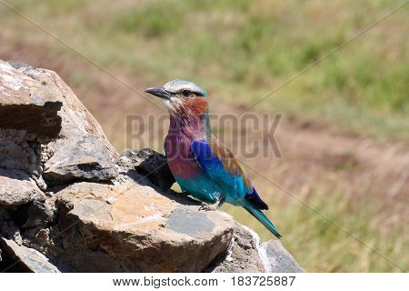 A lilac-breasted roller perches on a stone road marker in Kenya