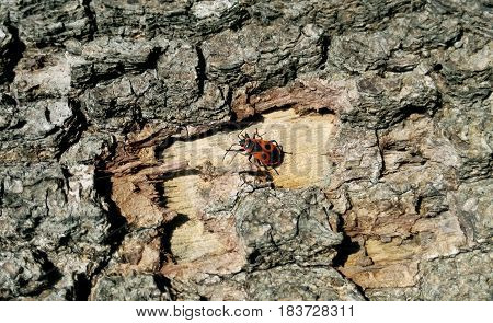 Beetle red black mustache on the bark of a tree basking in the sun