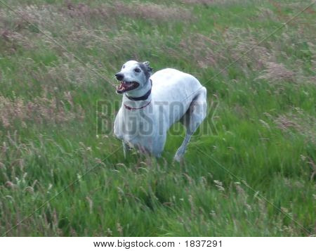 Greyhound Running 