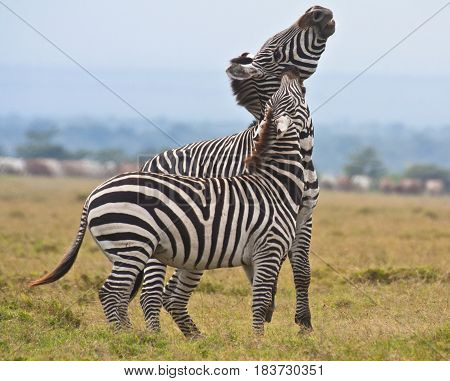 A plains zebra stallion fights a male plains-Grevy's hybrid zebra