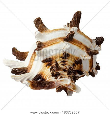 A spiral seashell isolated on white background.