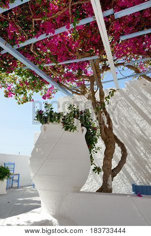 Amphora decoration of hotel in traditional Greek style with Bougainvillea flowers Santorini island Greece