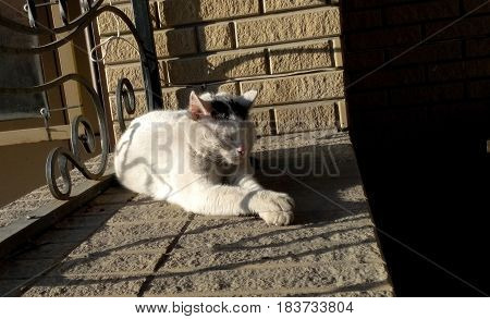 Cute white with black spots, the cat sleeps clasped on the granite tile puddle in the sun on a summer day